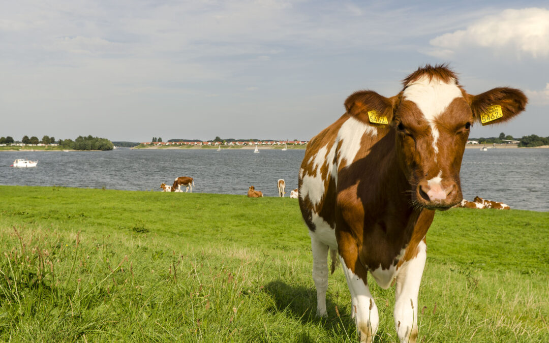 Stemt de Gelderse politiek voor een vitaal platteland in Gelderland?